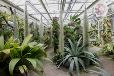 806556 Afbeelding van enkele tropische planten in een kas in de Botanische Tuinen van de Universiteit Utrecht in het ...